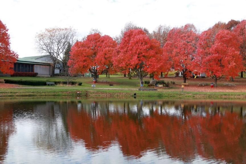 OpenWillowGrove
